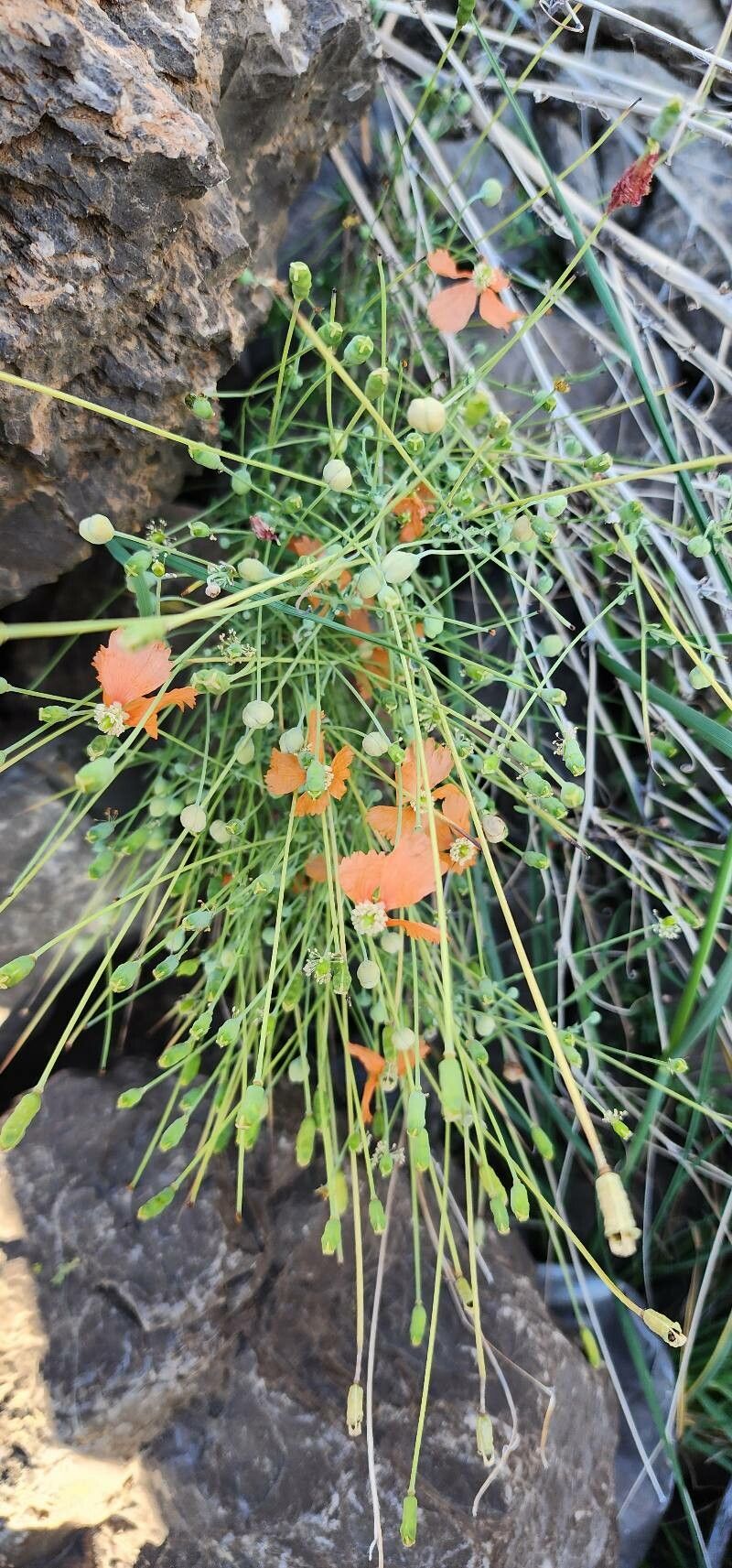 Papaver armeniacum habit