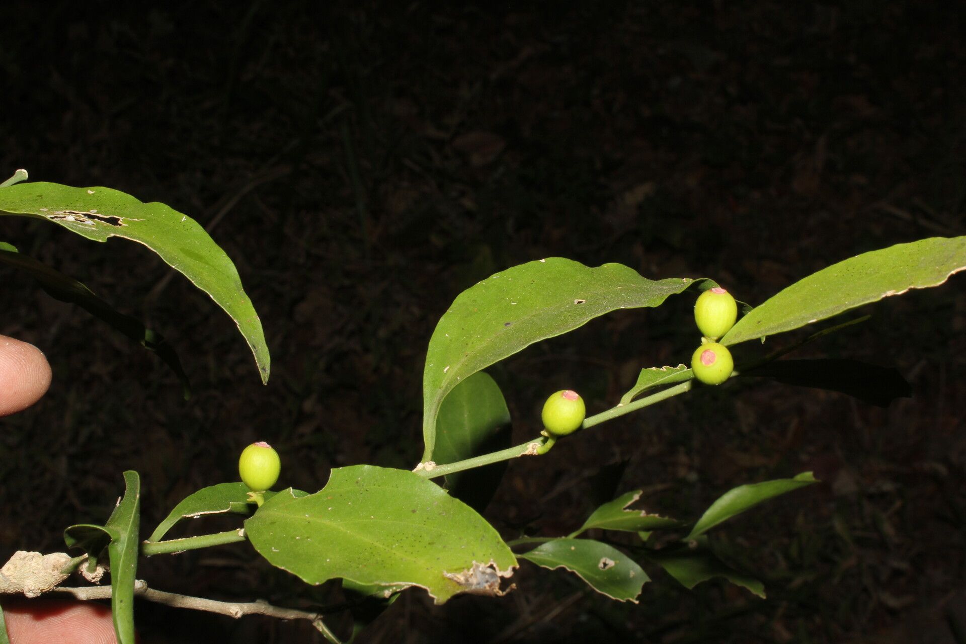 Schoepfia vacciniiflora fruit