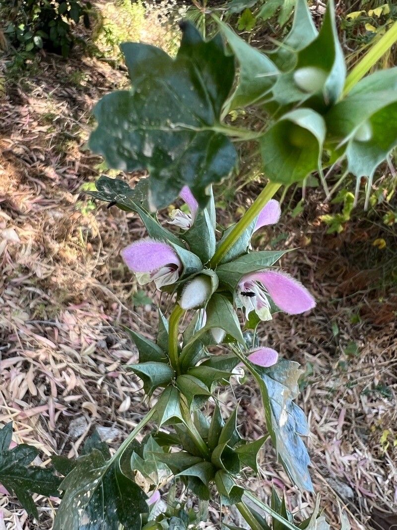 Moluccella spinosa flower