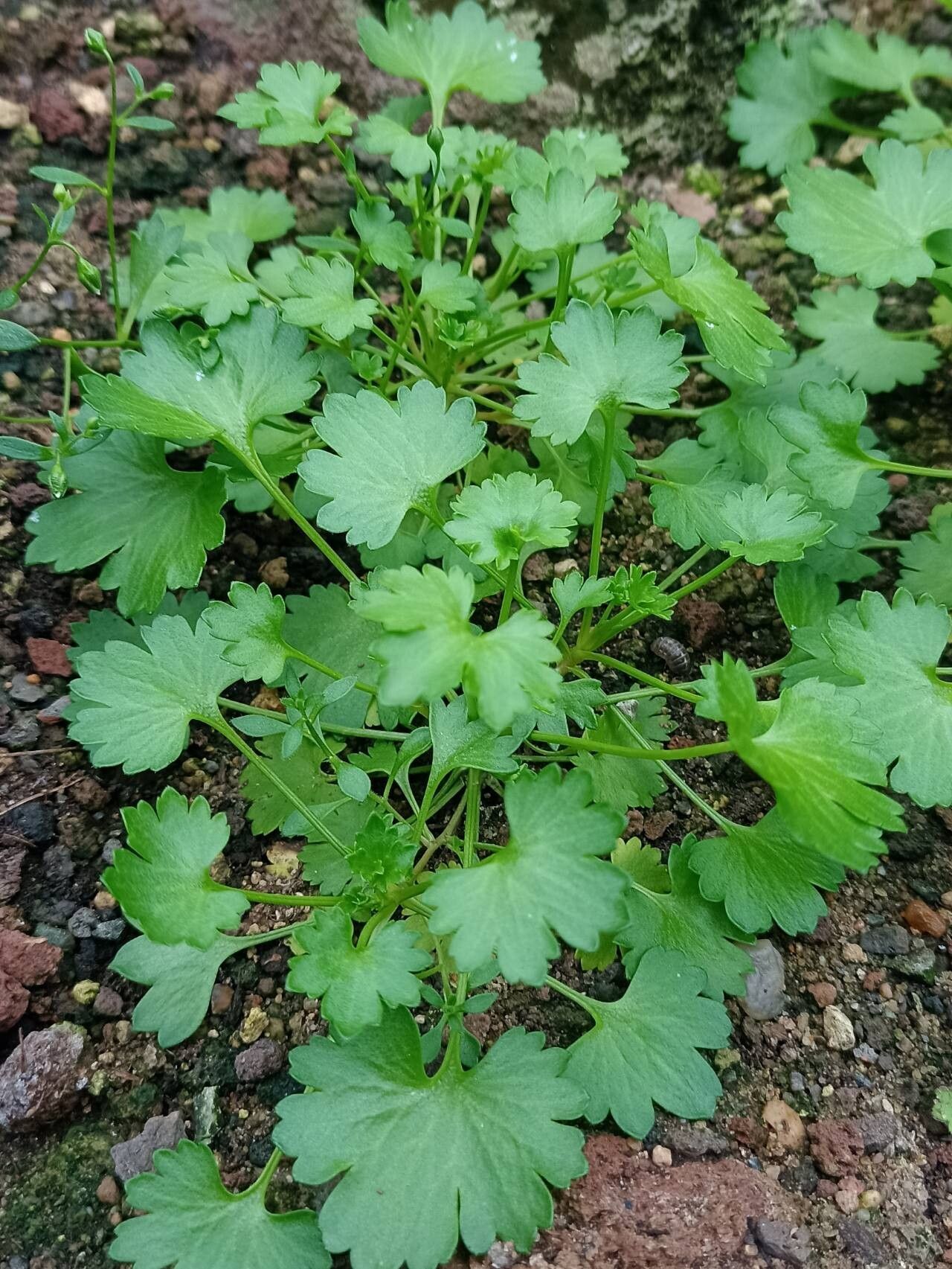 Saxifraga maderensis habit