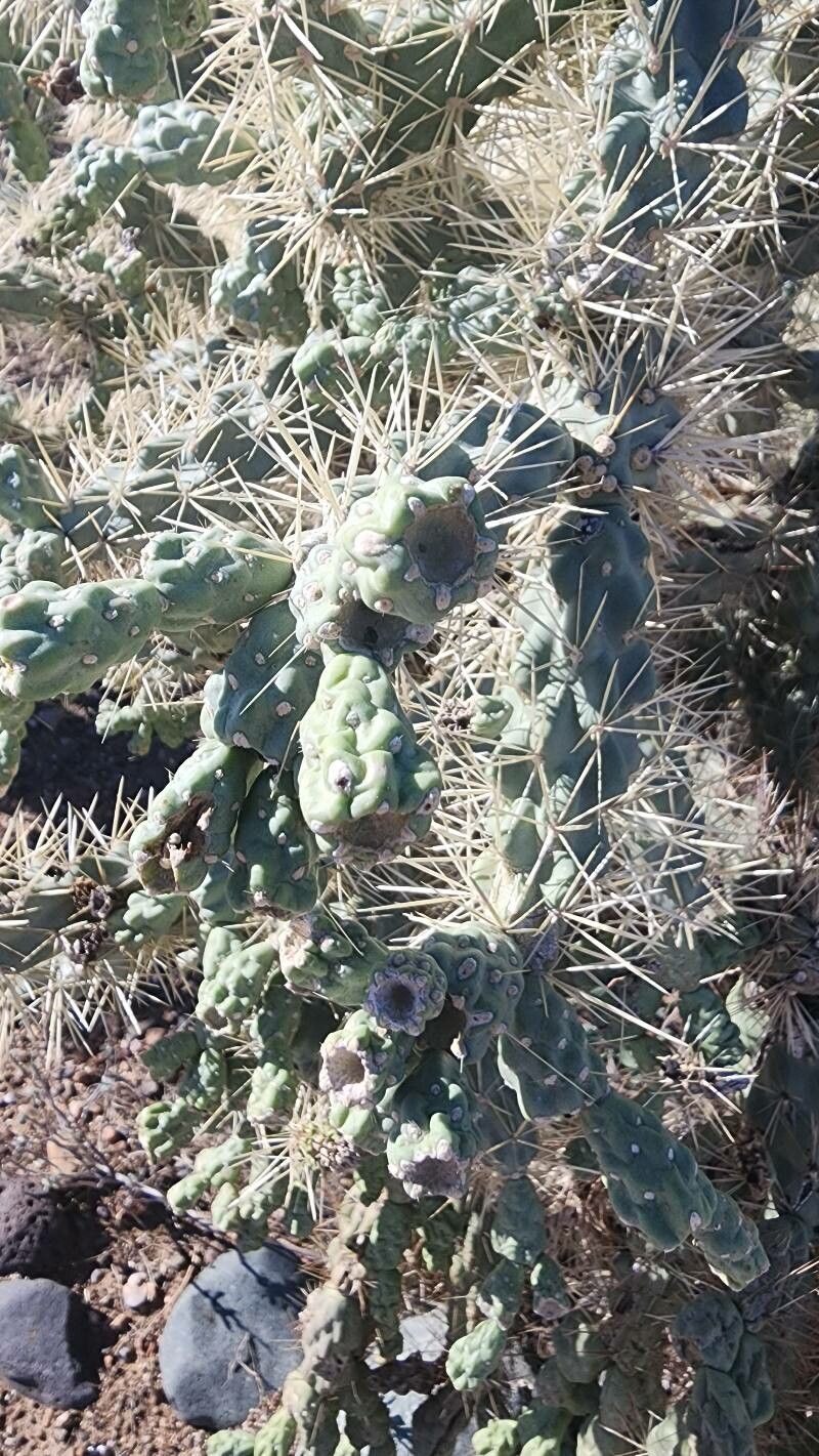 Cylindropuntia fulgida fruit