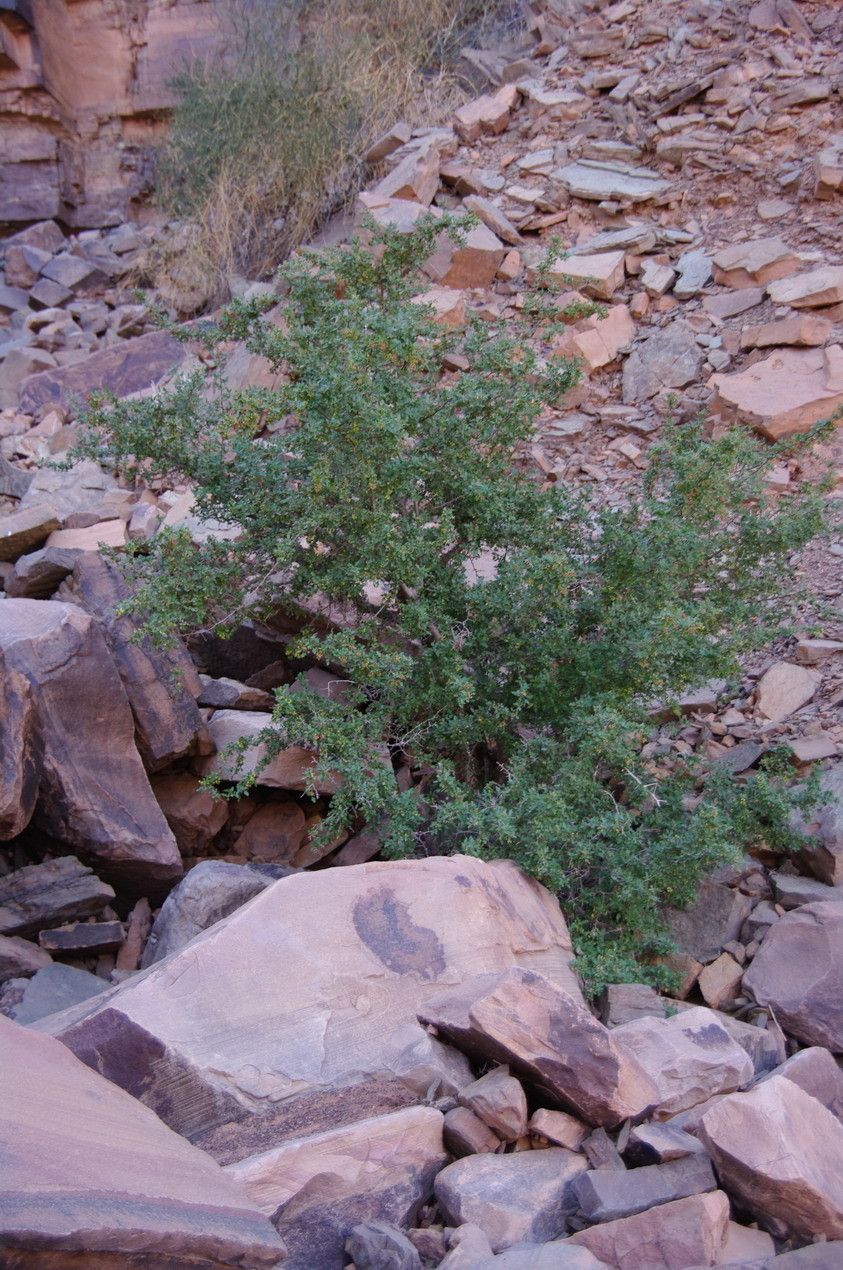 Searsia tripartita habit