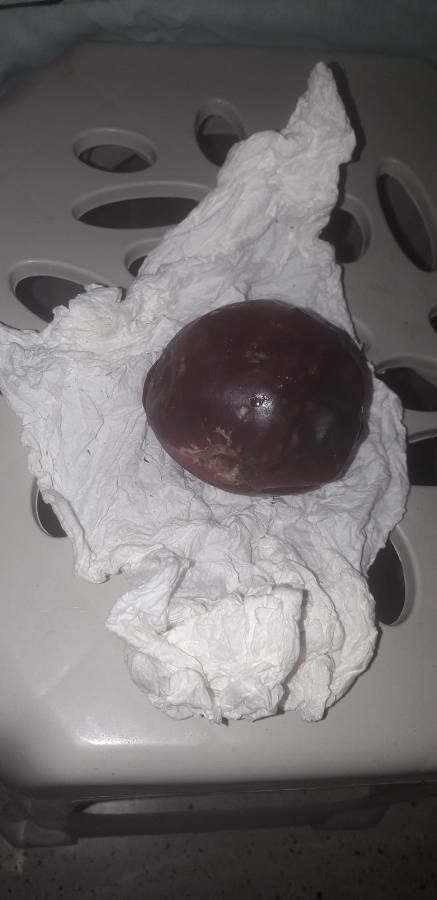 Opuntia × occidentalis — search result for 'Opuntia'