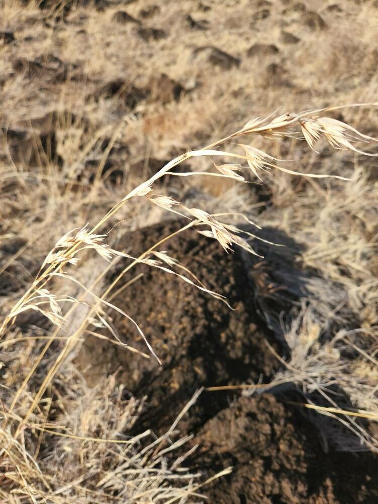 Themeda triandra fruit