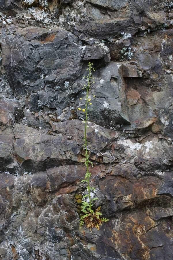Verbascum roripifolium habit