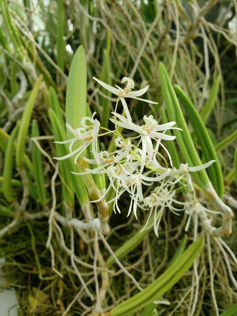 Dendrobium wattii flower