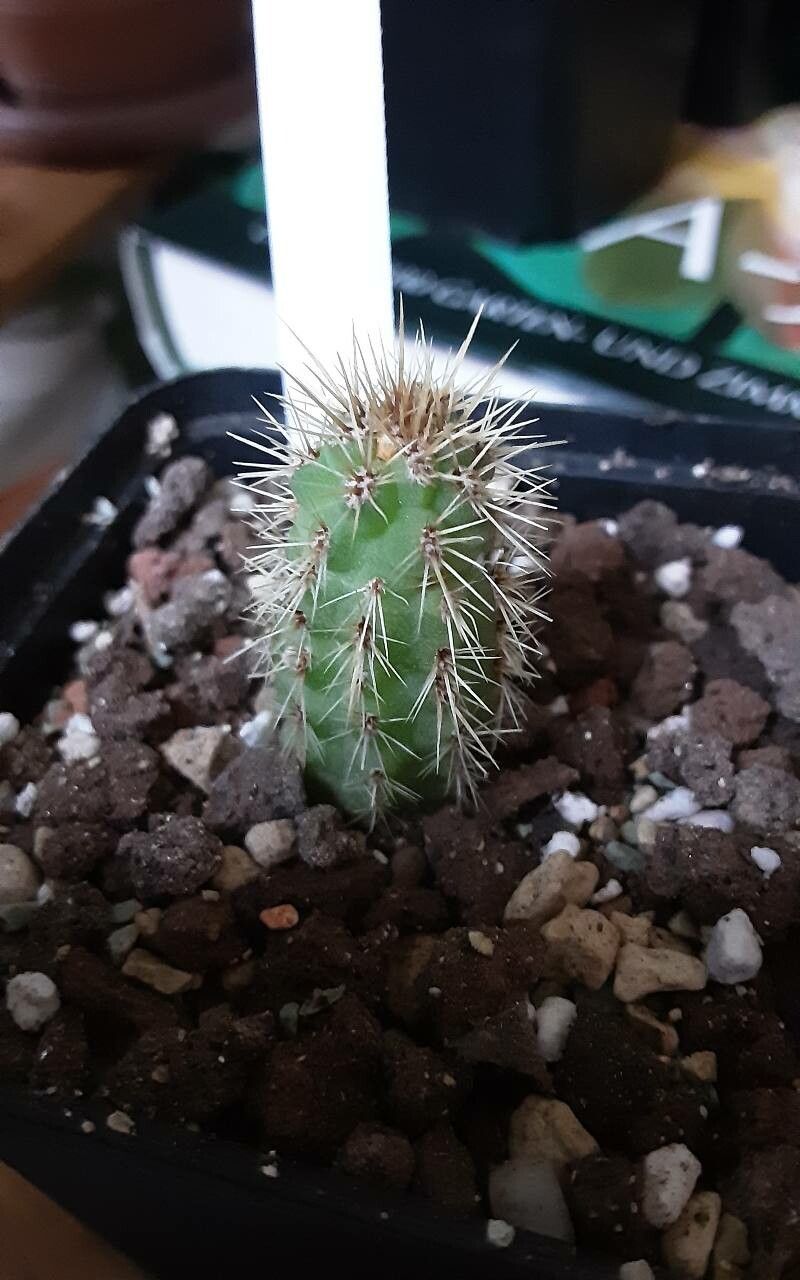 Weberbauerocereus cuzcoensis leaf