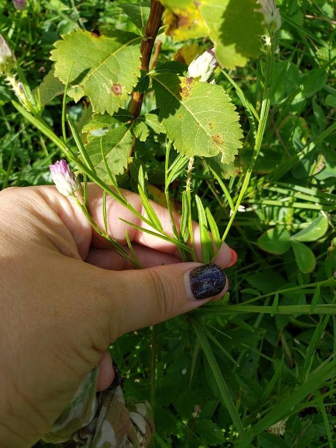 Polygala sanguinea — search result for 'Polygala'