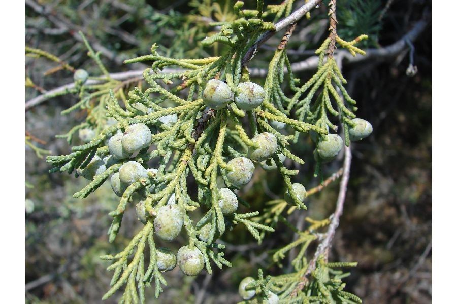 Juniperus occidentalis fruit