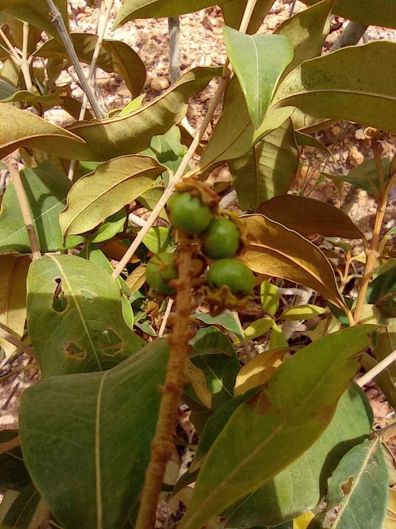 Byrsonima japurensis fruit