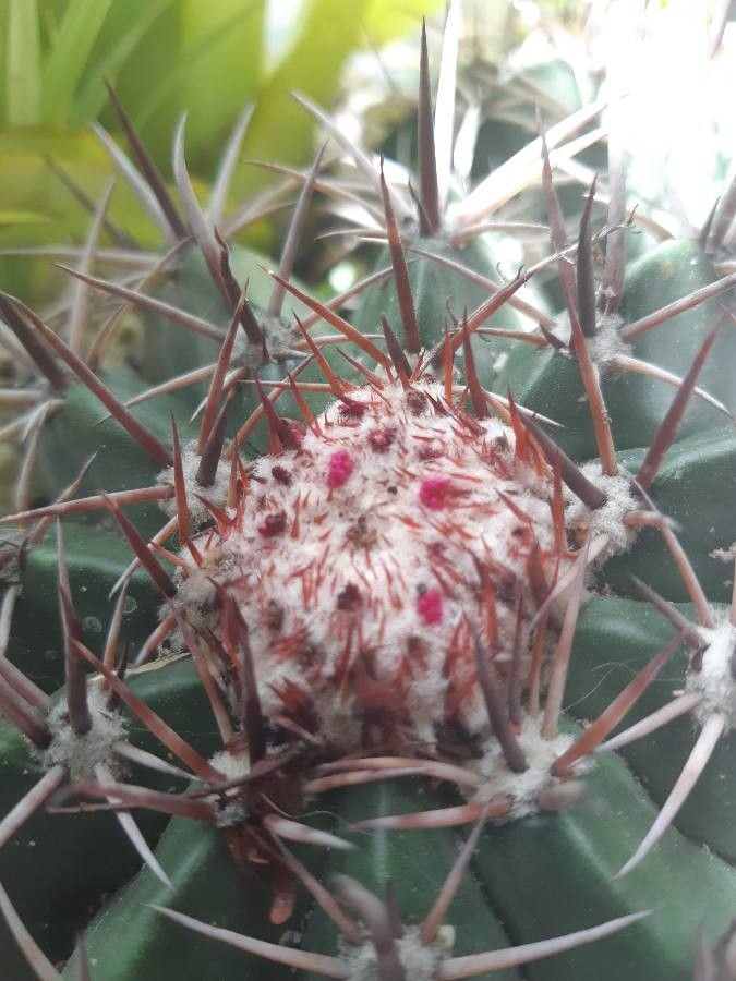 Melocactus ernestii flower