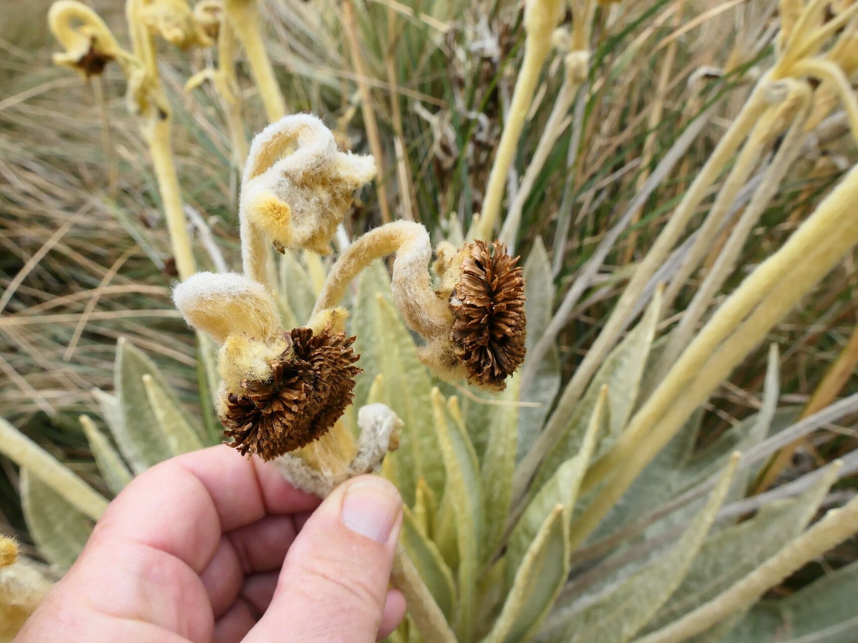 Espeletia barclayana — related species from the same genus