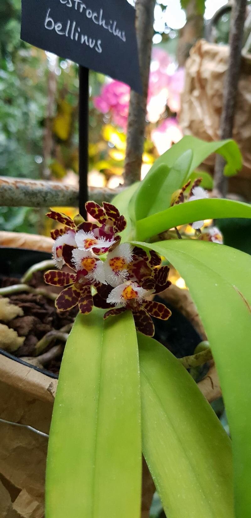 Gastrochilus bellinus flower