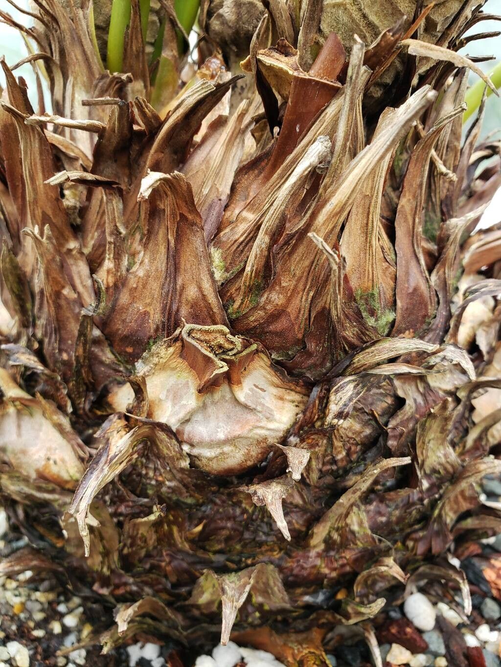 Microcycas calocoma bark