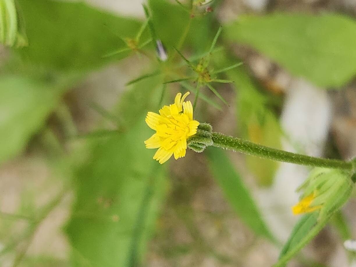 Garhadiolus hamosus flower