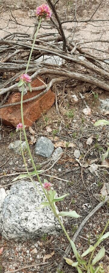 Gomphrena pulchella habit