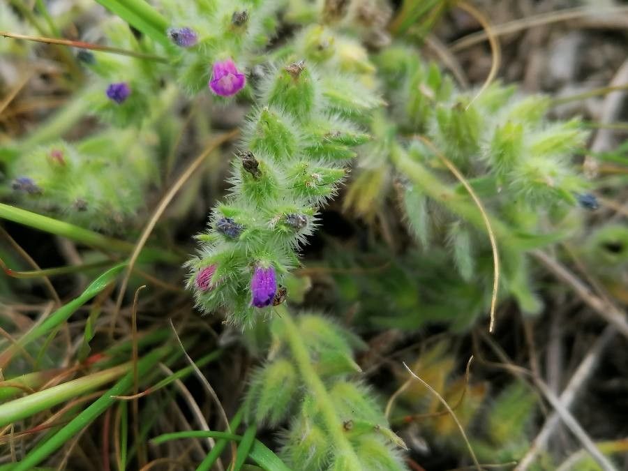 Echium arenarium flower