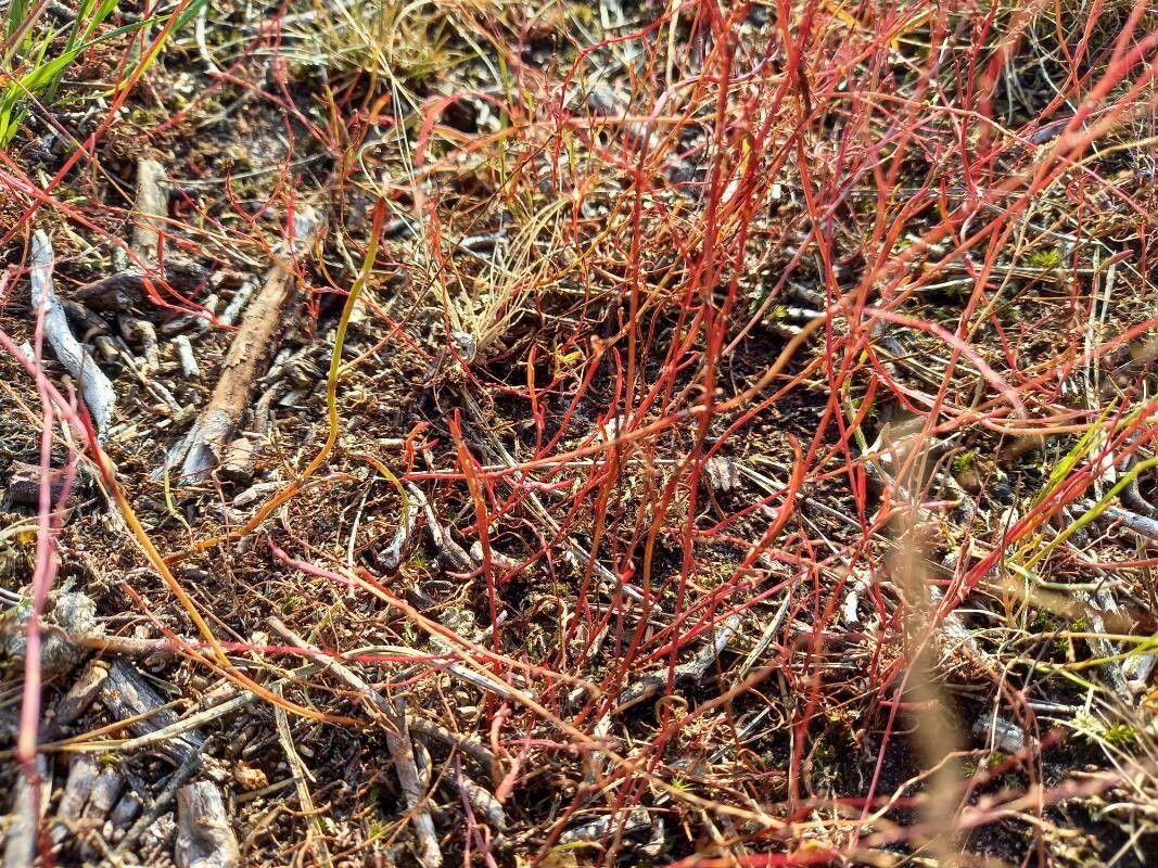 Corispermum gmelini flower