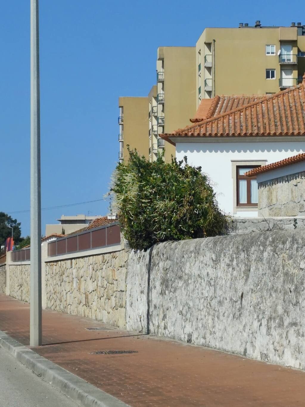 Pleurothallis cordata — houseplant care guide