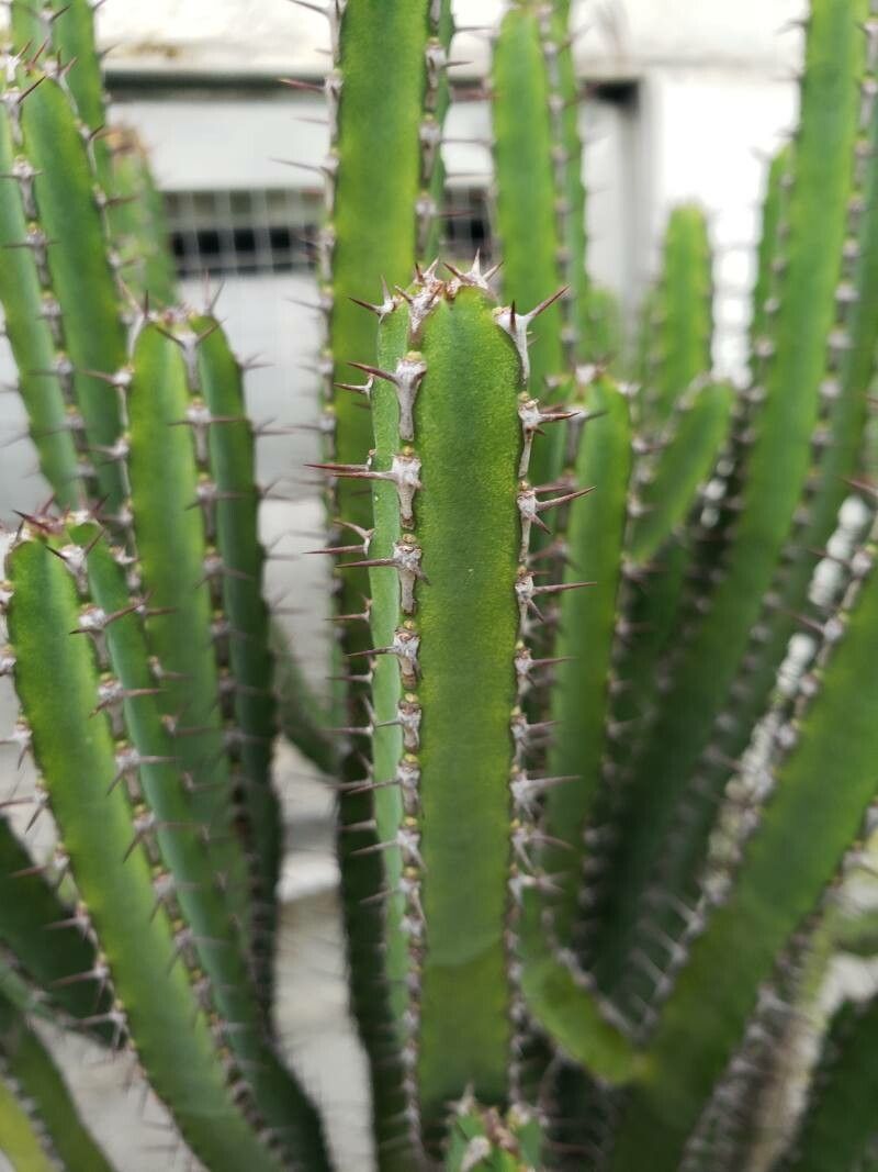 Euphorbia petraea leaf