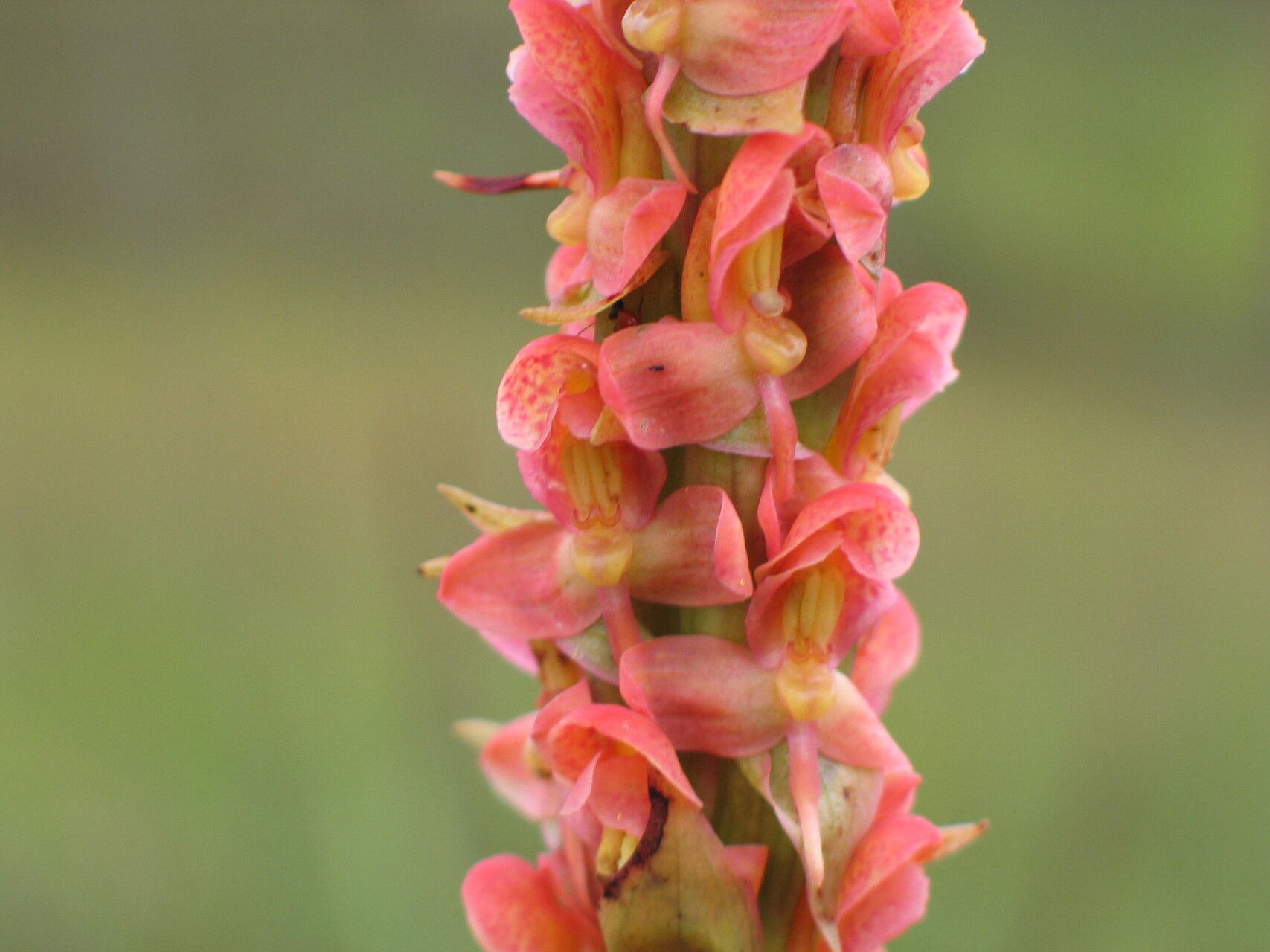 Disa satyriopsis — houseplant care guide