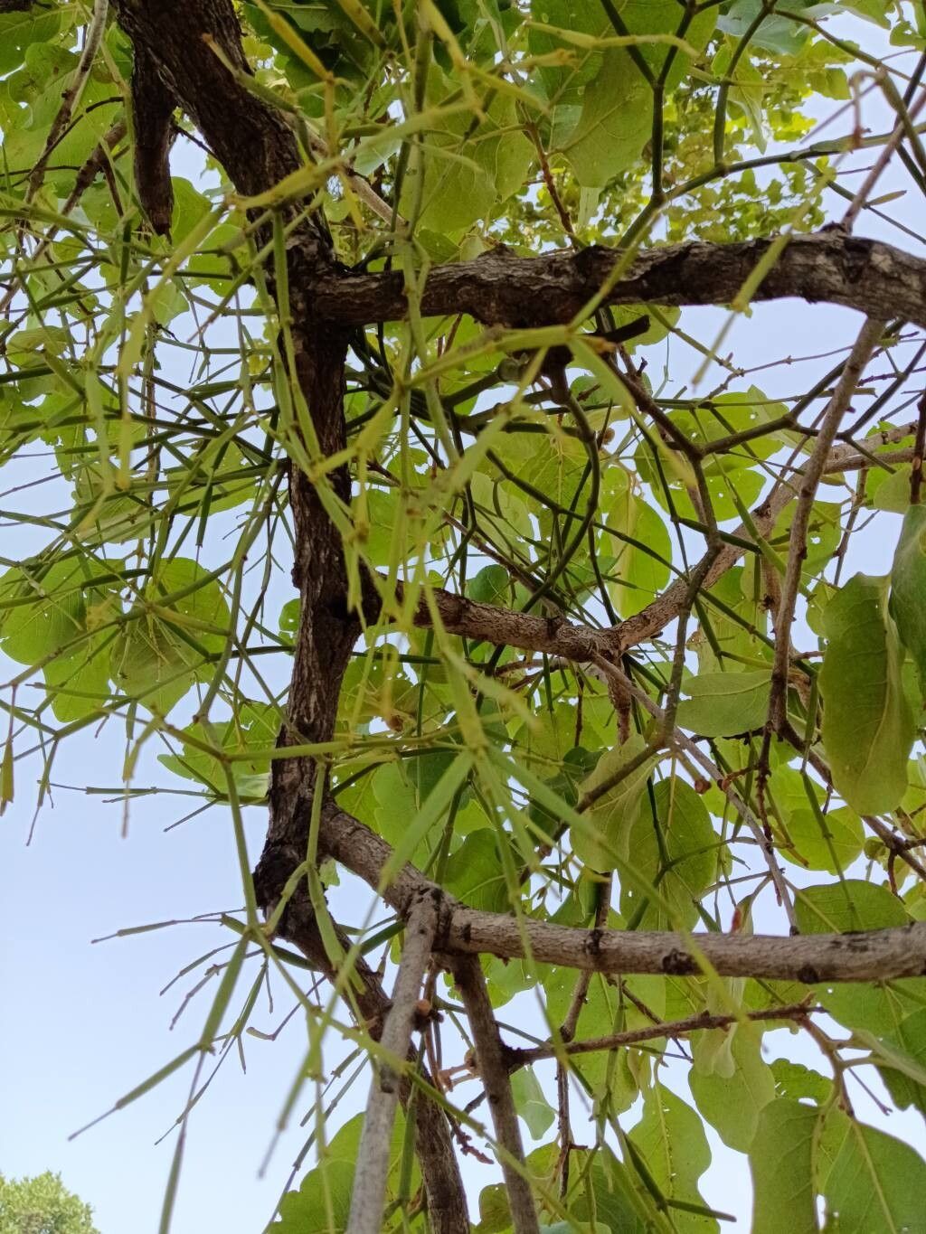 Viscum articulatum habit