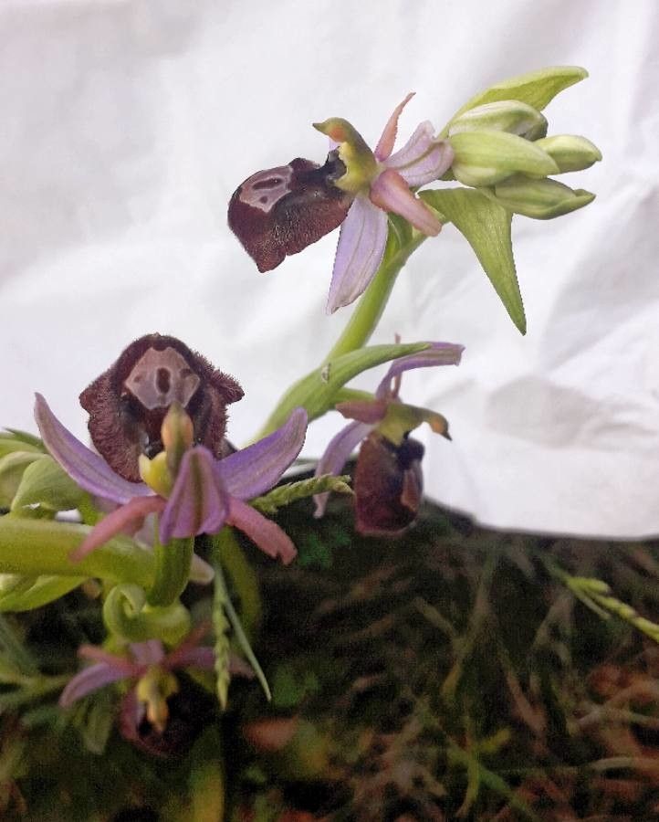 Ophrys bertolonii flower