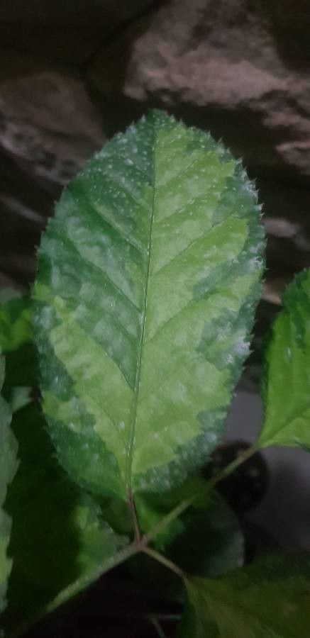 Schefflera attenuata leaf
