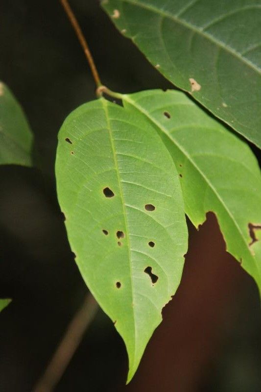 Rinorea pectino-squamata leaf