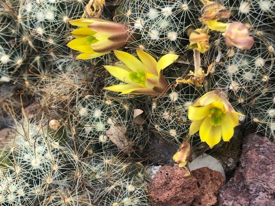 Mammillaria surculosa flower