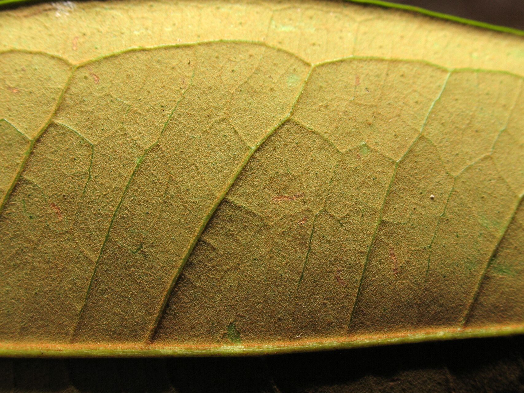 Eugenia ramiflora leaf