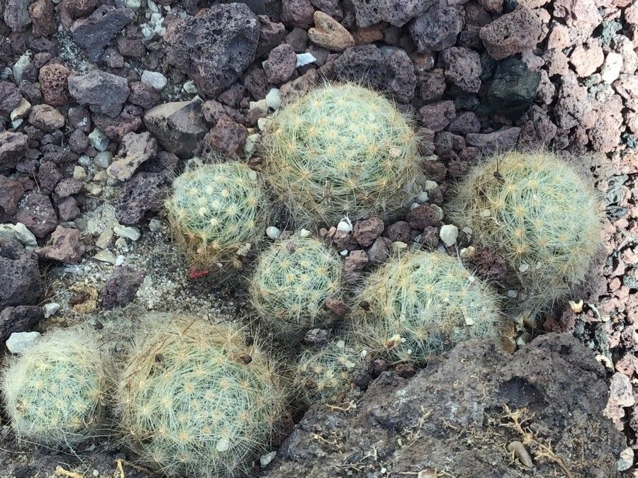 Mammillaria baumii — search result for 'Mammillaria'
