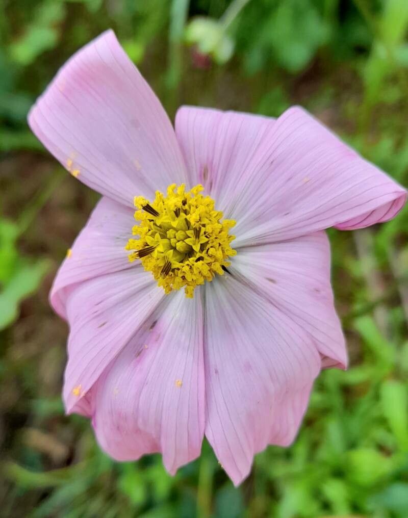 Cosmos peucedanifolius flower