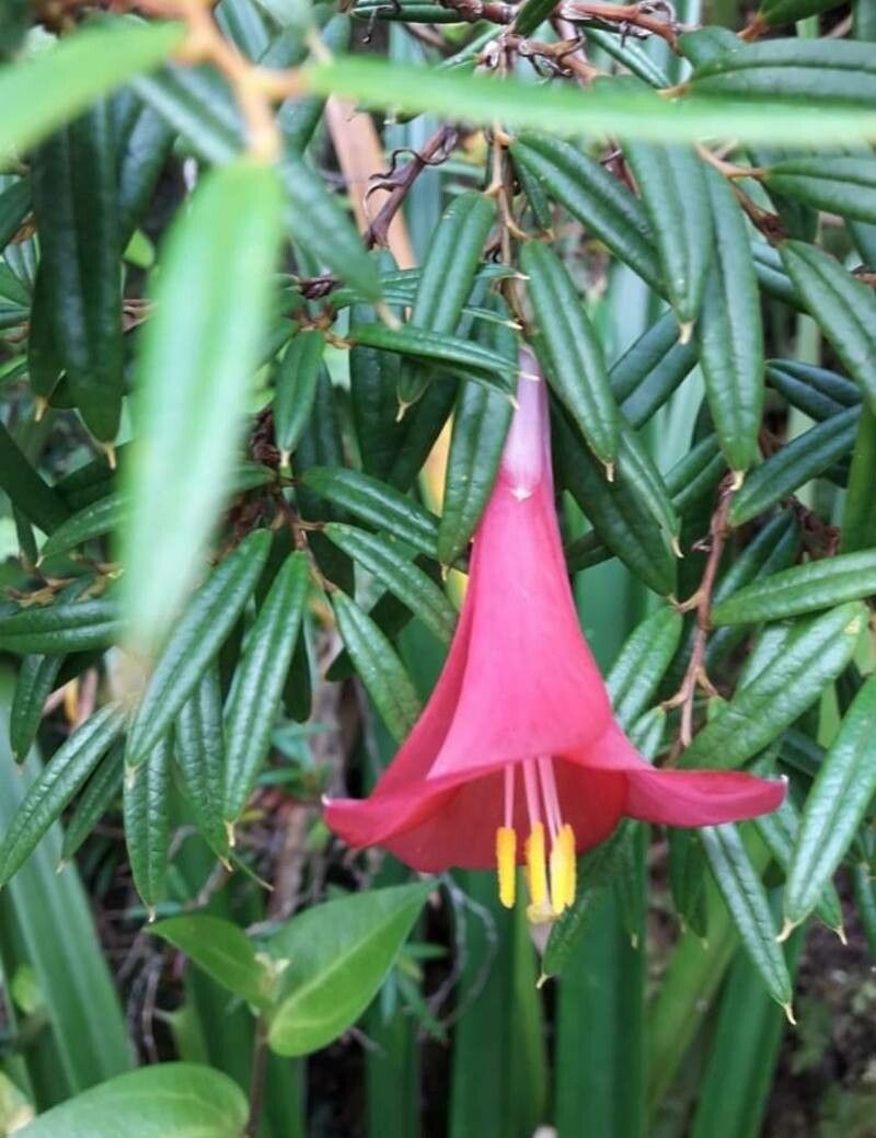Philesia magellanica flower