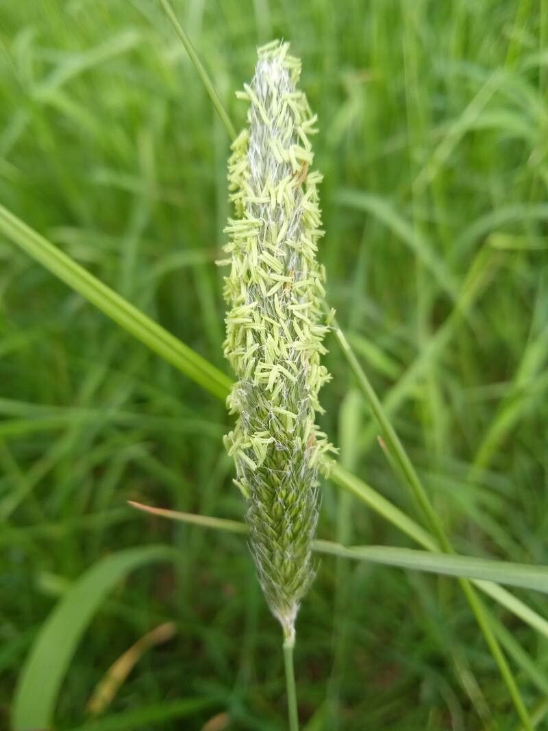 Alopecurus bulbosus — search result for 'Libya'