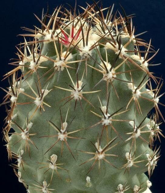 Sclerocactus wetlandicus — houseplant care guide