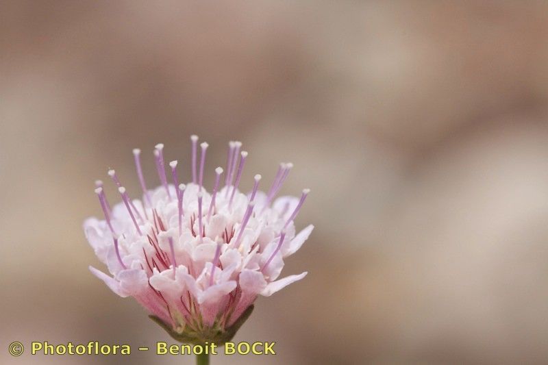 Scabiosa parielii — houseplant care guide