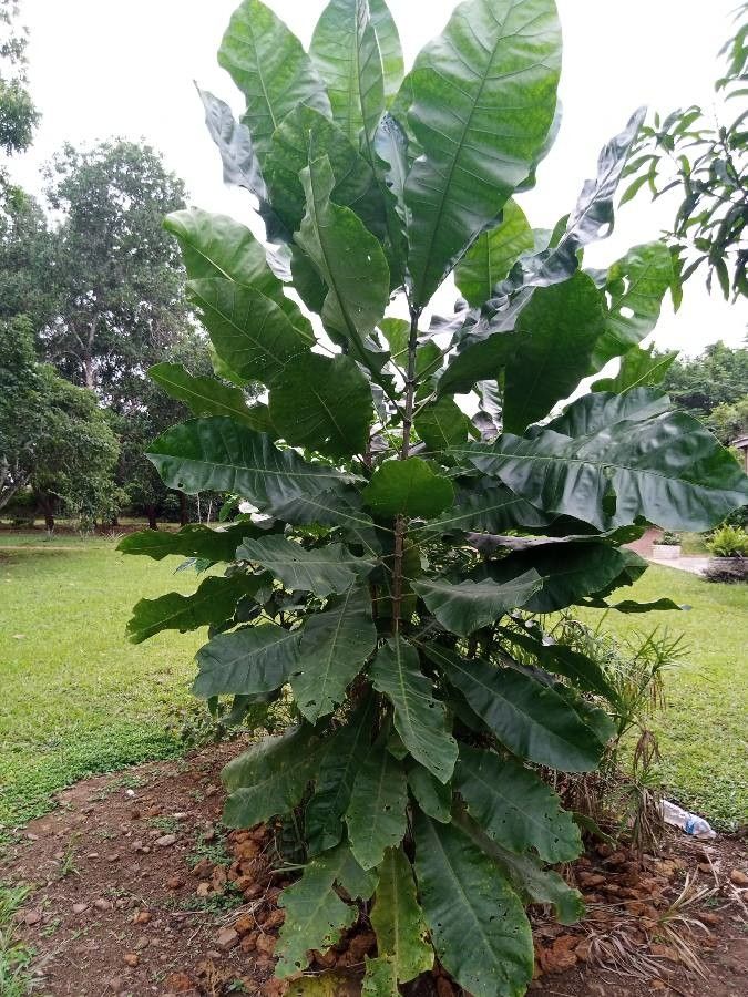 Anthocleista djalonensis leaf