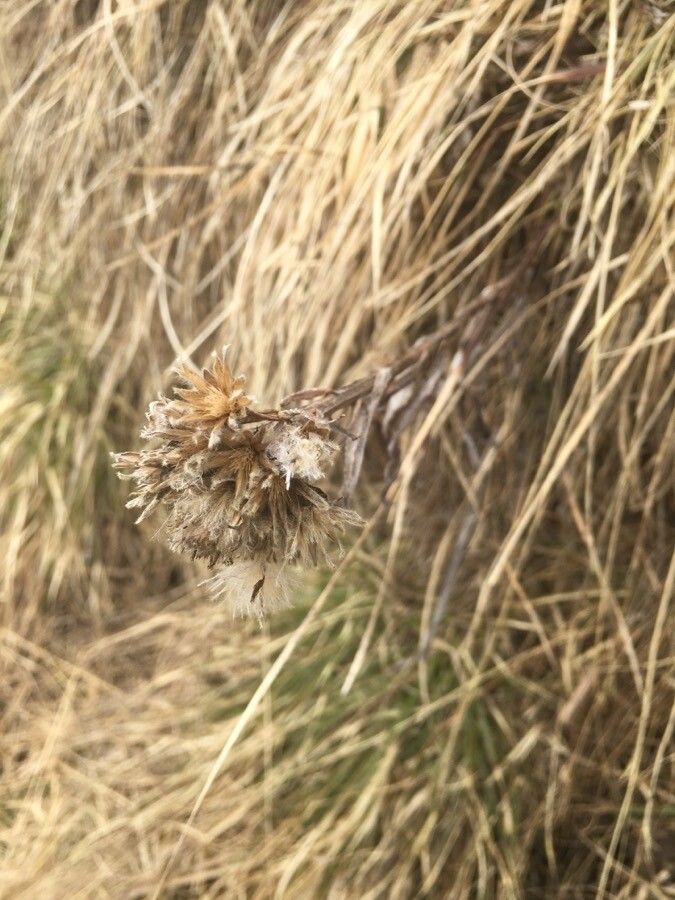 Saussurea alpina fruit