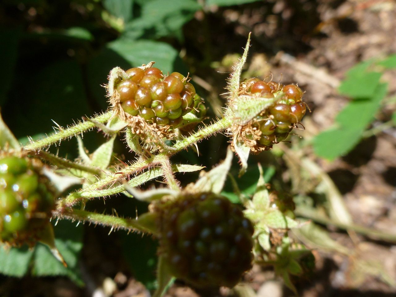 Rubus napophiloides fruit
