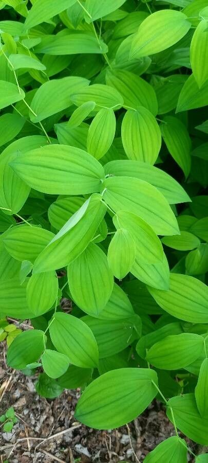 Streptopus amplexifolius leaf