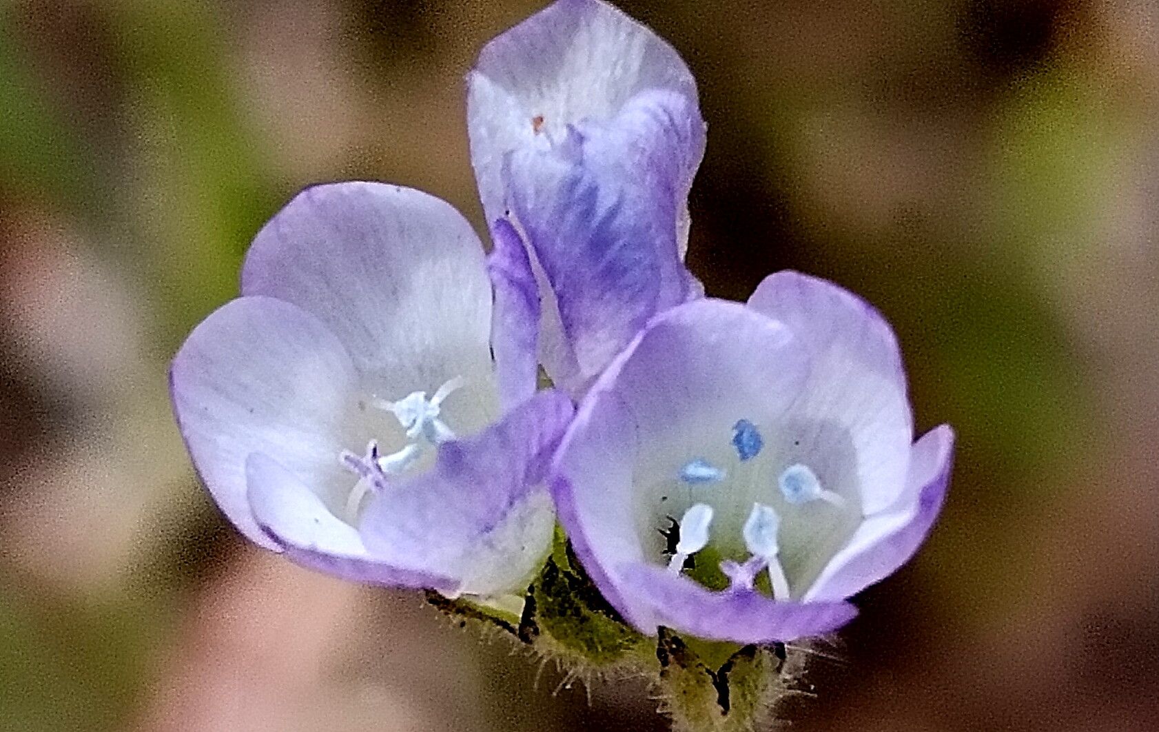 Gilia angelensis — related species from the same genus