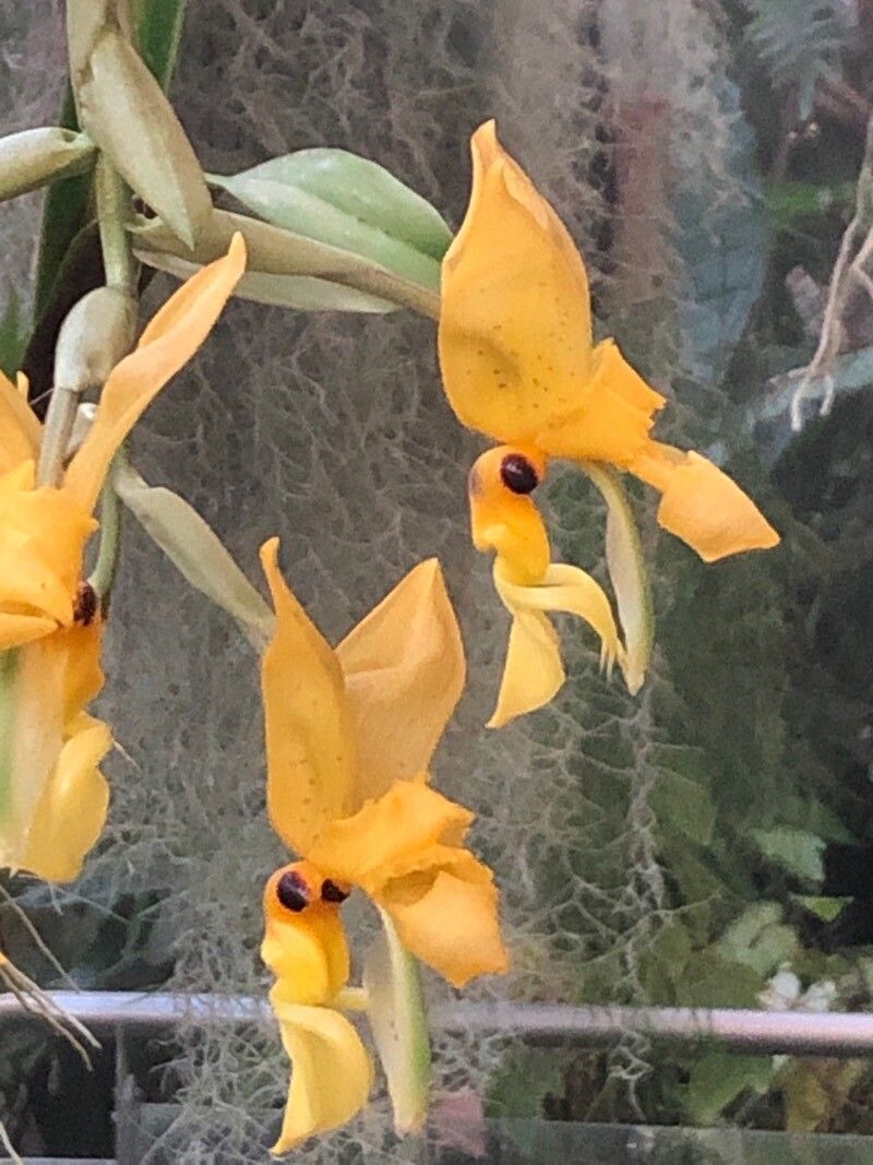 Stanhopea jenischiana flower