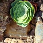 Aeonium aureum