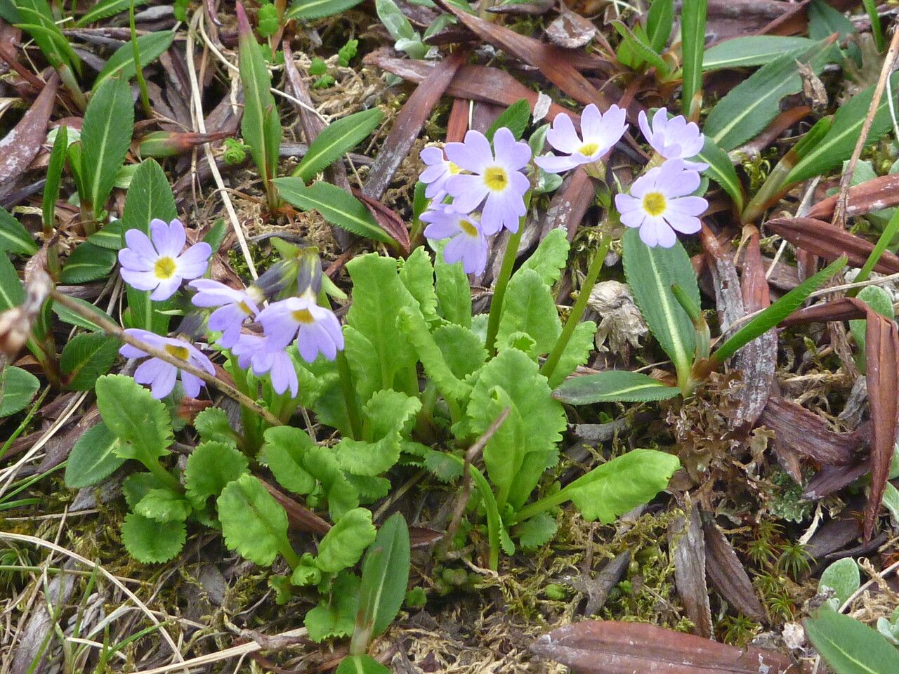 Primula elliptica habit