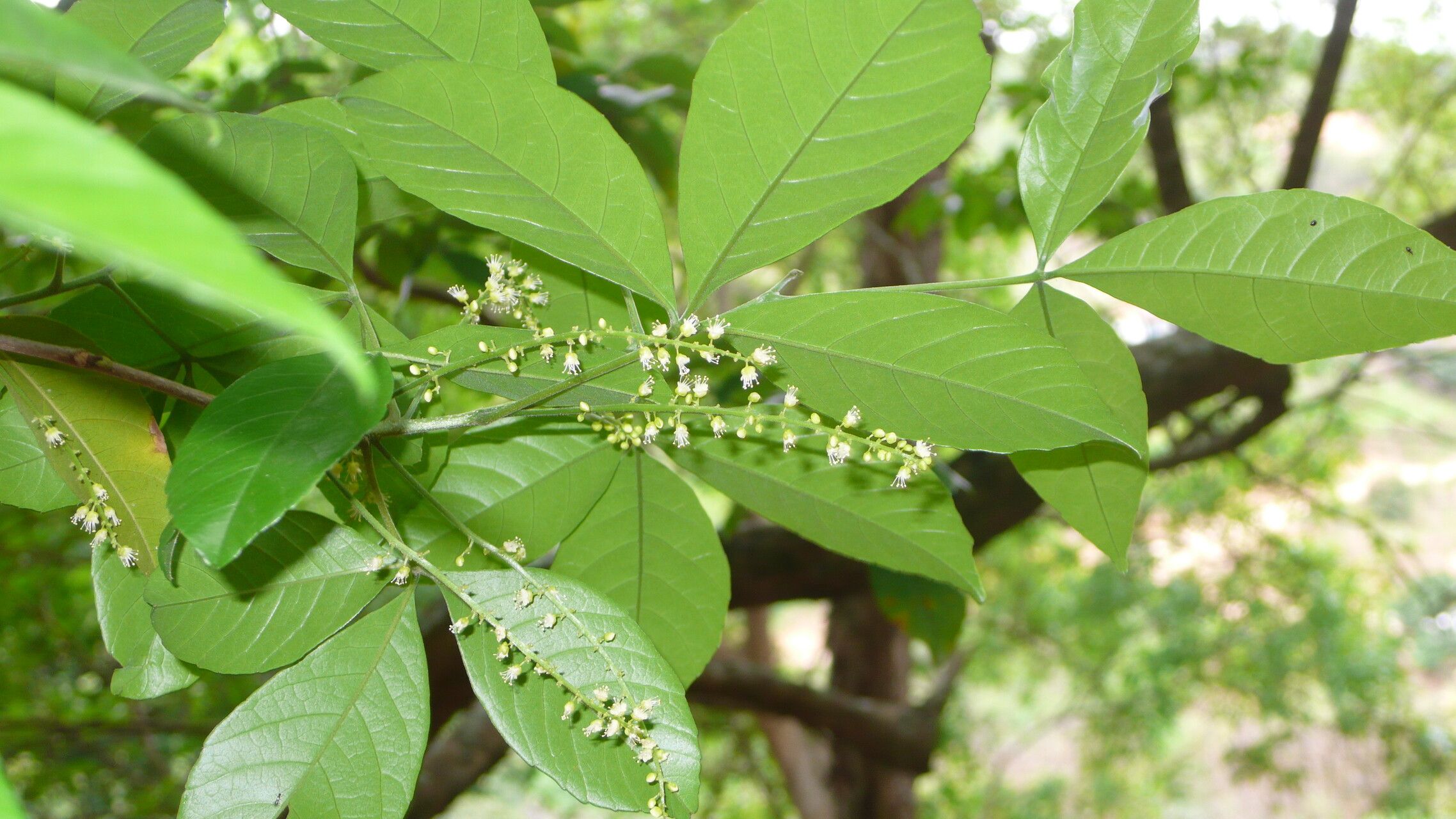 Allophylus petiolulatus flower