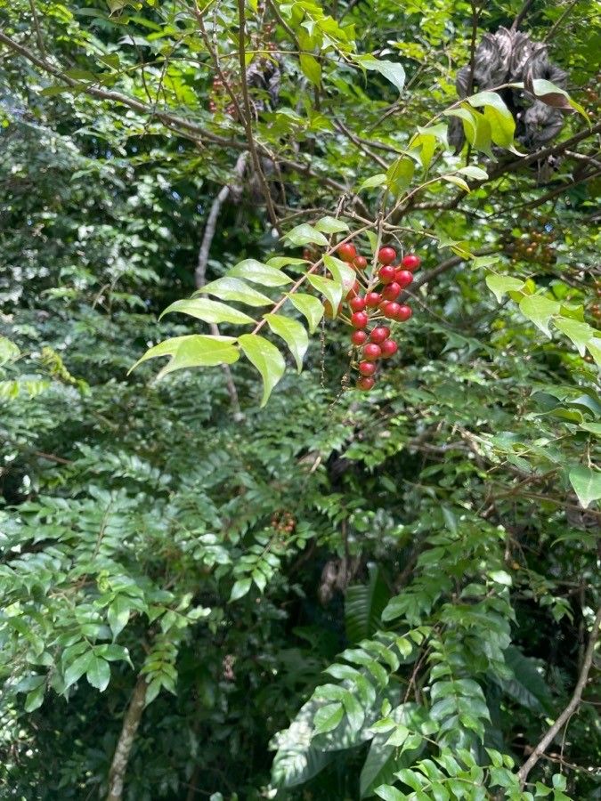 Picramnia antidesma fruit