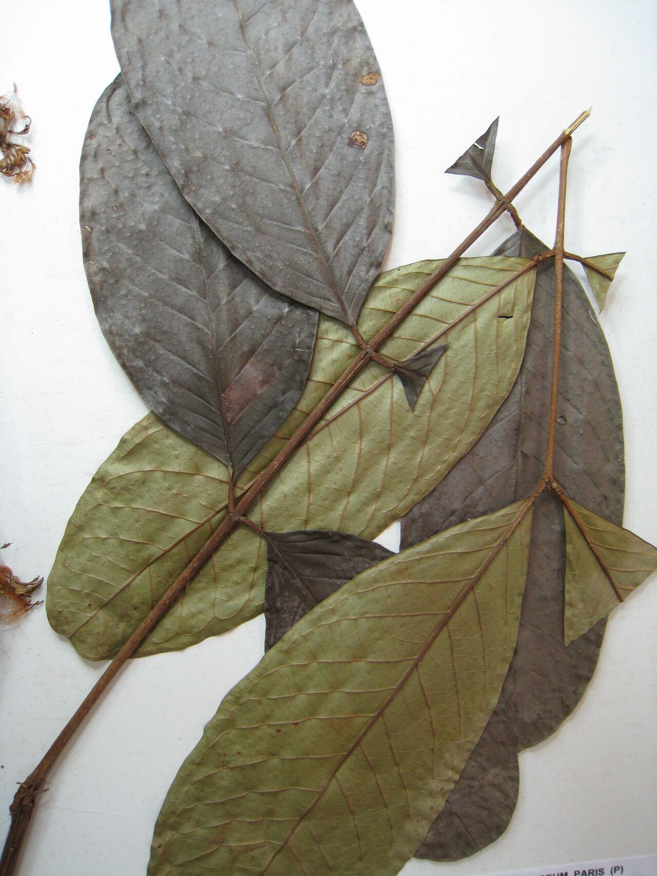 Inga retinocarpa — houseplant care guide