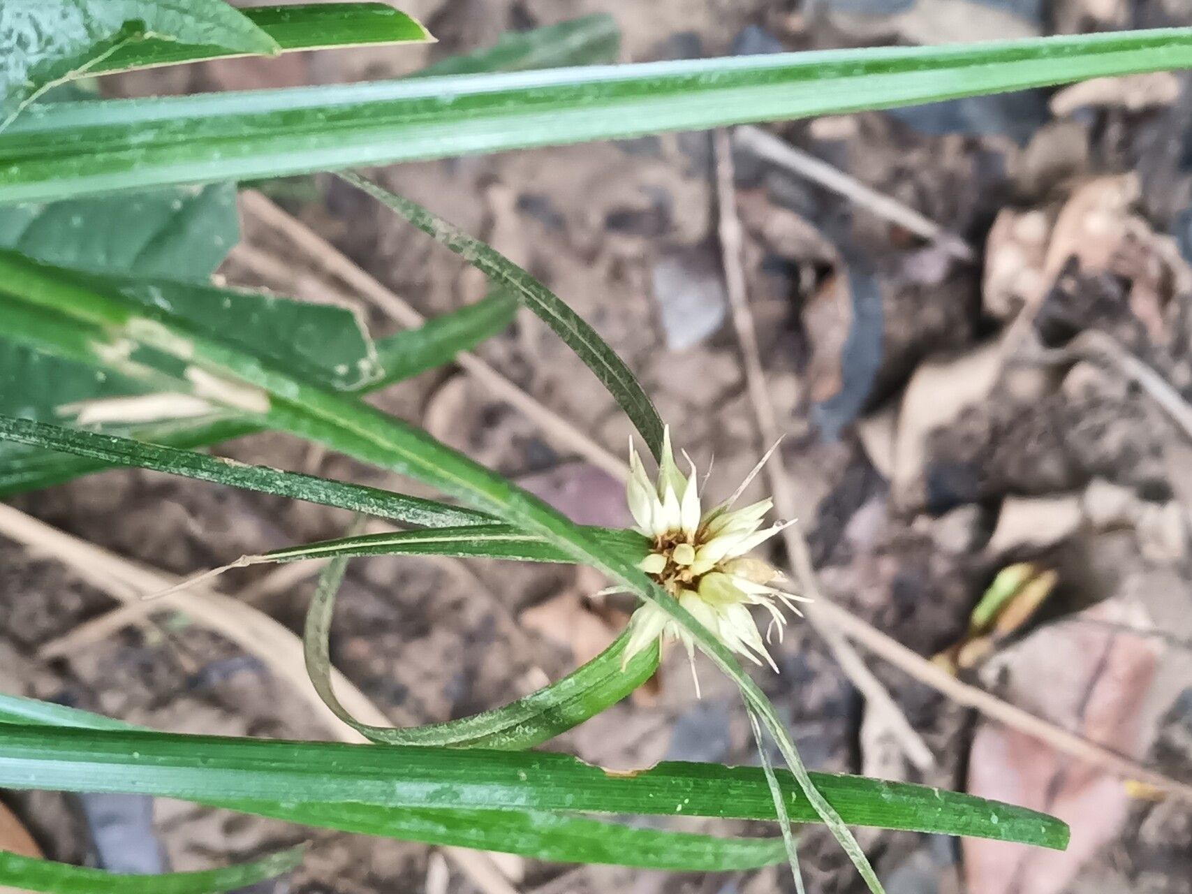 Rhynchospora amazonica flower