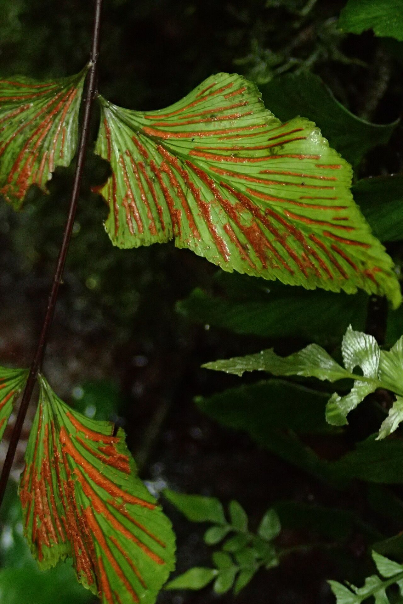 Asplenium gemmascens fruit